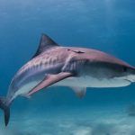 Shark Leash : l’innovation anti-requin de Modom