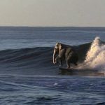 Top 5 des animaux surfeurs