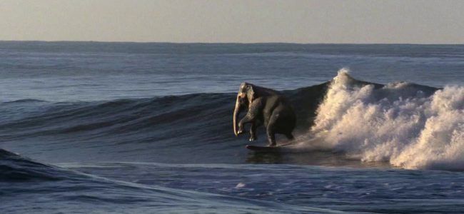 animaux-surfeurs-elephant